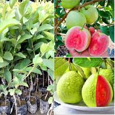 Guava Taiwan Pink 